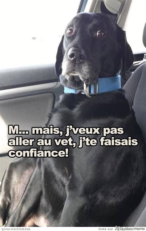 Animaux Humour Animaux Blague Animaux Humour Chiens