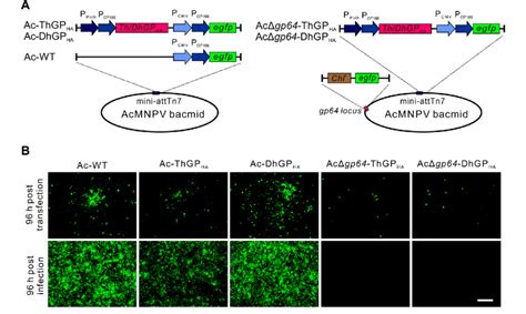 Construction Of Recombinant Baculoviruses Expressing Thogotovirus Gps