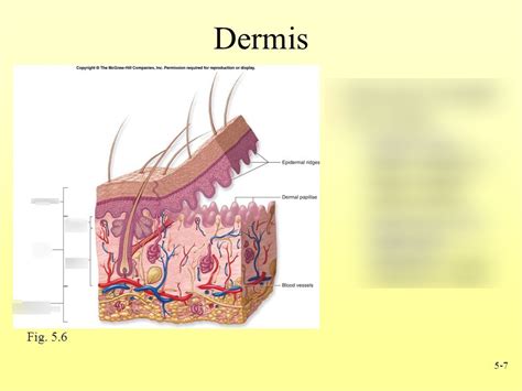 layers of skin dermis Diagram | Quizlet