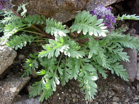 Pinnatifid leaves - pictures of Phacelia Sericea, Boraginaceae - wildflowers of West USA