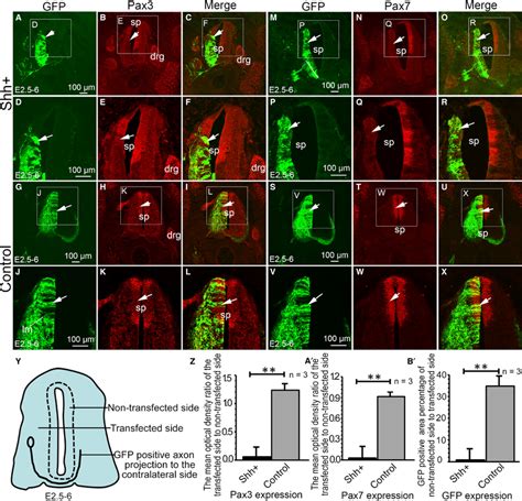 The Effect Of SHH Ectopic Expression On Pax3 And Pax7 In The Developing