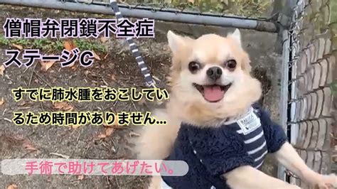 活動報告 【僧帽弁閉鎖不全症】愛犬ザラを救うためにどうかご支援お願いします。（南 ザラ） クラウドファンディング Readyfor