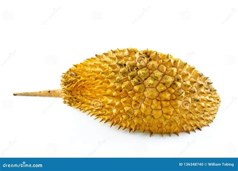 Durian Stock Photo Image Of Skin Background Isolated