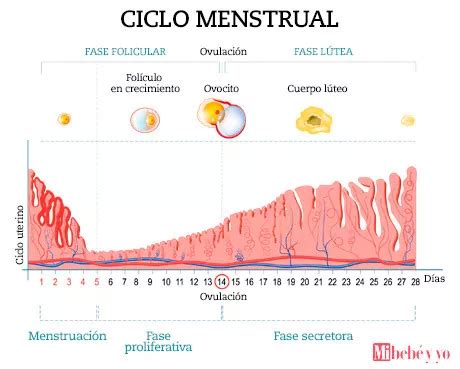 Fase L Tea Y Cuerpo L Teo Inf Rmate Sobre Tu Ciclo Menstrual