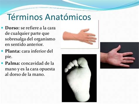 Generalidades de anatomia Anatomía Dorso de la mano Anatómico