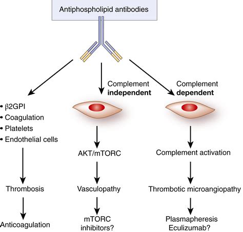 Antiphospholipid Syndrome And Kidney Disease Kidney International