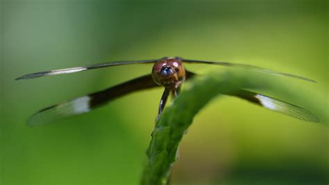 Free Images Nature Wing Flower Fly Green Insect Bug Fauna