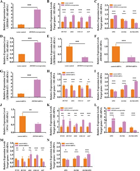 Zbtb Promotes Osteogenesis And Inhibits Osteoclastogenesis And The