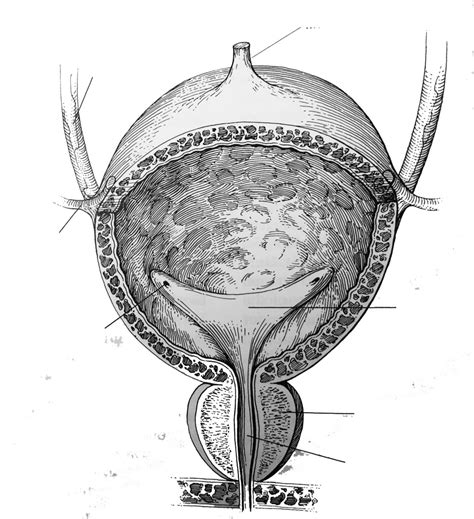 Urinary Bladder Diagram Quizlet