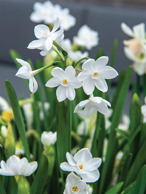 Paperwhite Narcissus | Growing Bulbs Indoors | Heyden's Gardens