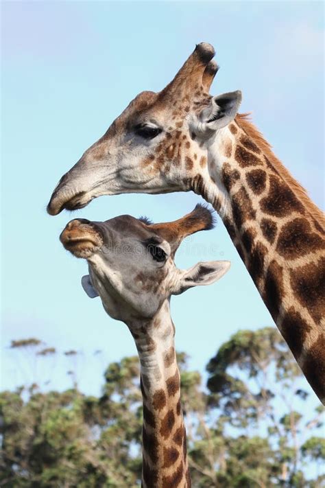 Kissing Giraffes stock image. Image of neck, safari, fauna - 13030423