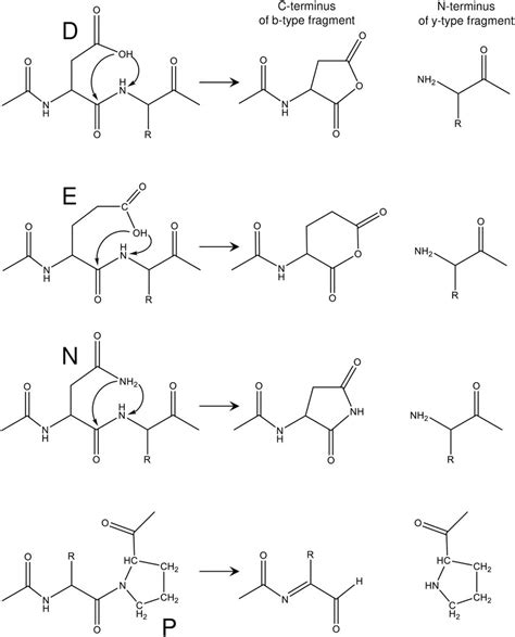 Schematic Of The Aspartic Acid Effect Fragmentation Mechanism Of The