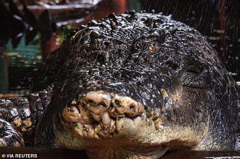 World S Biggest Crocodile Is Dead Year Old Cassius Passes Away In