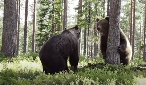 Grizzly Bear Fight Filmed From 3 Different Camera Angles