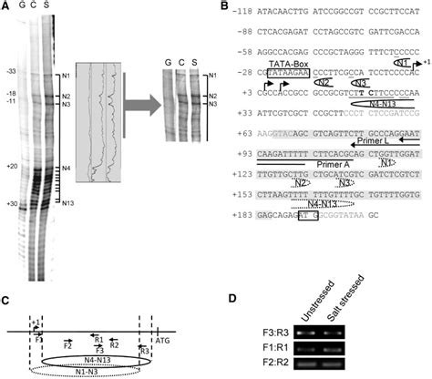 The 1 Nucleosome In RpL32 8 1 Shows A Higher Preference To Occupy A