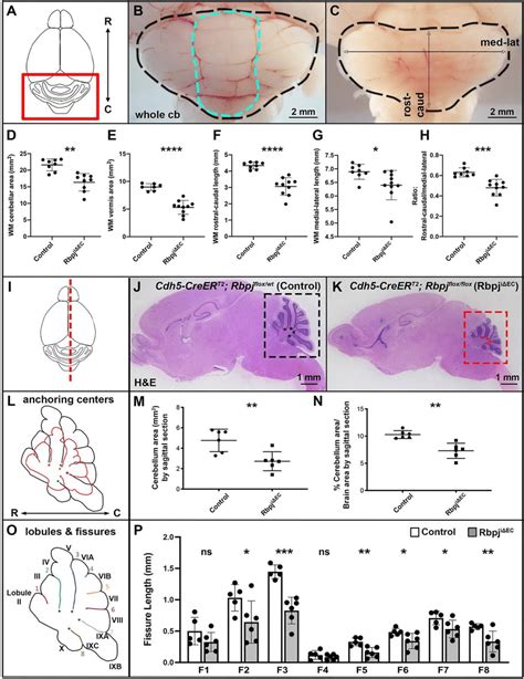 Endothelial Deletion Of Rbpj Impaired Cerebellum Morphogenesis