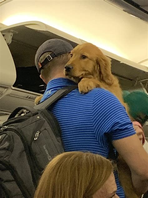 Cutest Puppy On My Flight Raww