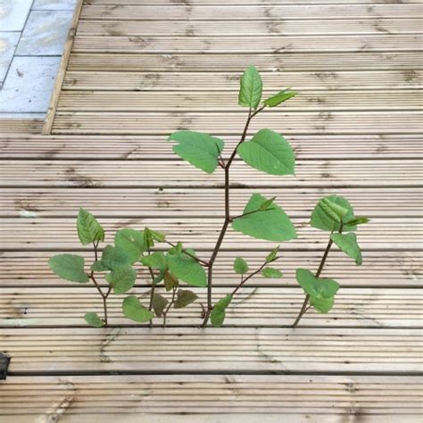 Can You Eradicate Japanese Knotweed