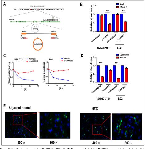 Figure From Circankrd Promotes The Tumorigenesis Of Hepatocellular