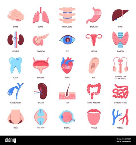 Icona Organi Umani In Stile Piatto Raccolta Dei Simboli Anatomici