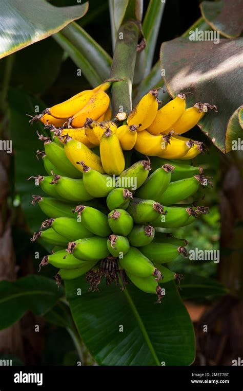 Cavendish banana tree Fotos und Bildmaterial in hoher Auflösung Alamy