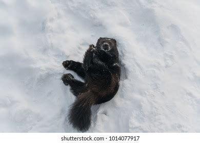 238 Wolverine Snow Images, Stock Photos & Vectors | Shutterstock