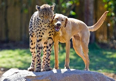 Animal Odd Couples | Meet the Odd Couples | Nature | PBS