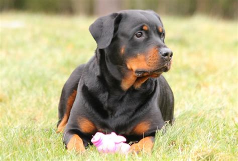 Aprender Sobre 86 Imagem Maior Rottweiler Do Mundo Br Thptnganamst