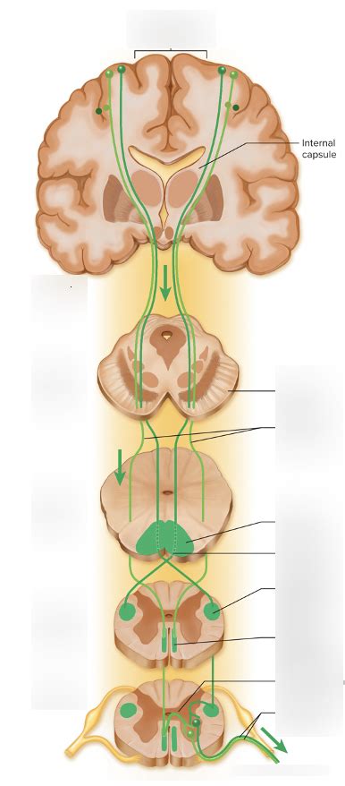 Descending tracts Diagram | Quizlet