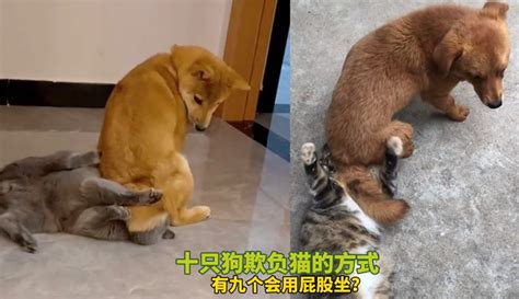 【宠物家庭3 】宠物解说：十只狗欺负猫的方式，有九个会用屁股坐？粉丝数17598作品数160点赞数243 生活视频 免费在线观看 爱奇艺