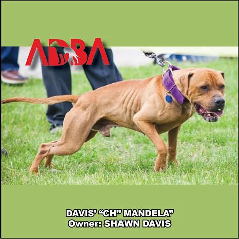 American Dog Breeders Association Champion Of The Week