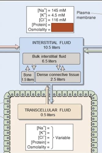 Fizyo Osmosis And Osmotic Pressure Quizlet