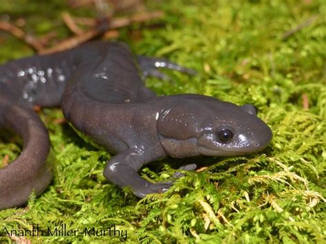 Jefferson Salamander Ambystoma Jeffersonianum Madison Co Ananth