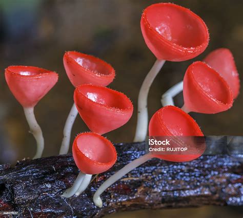 Beautiful Pink Mushrooms Or Champagne Mushroom In Rainforest Thailand