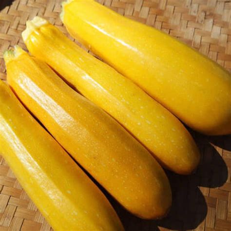 Nos Plants De Courgette Jaune Rheinau Gold Godet De Cm P Pini Re