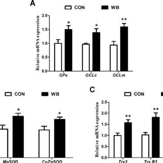 Relative Mrna Expression Of Genes Related To Mitochondrial Antioxidant