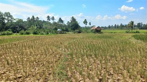 Kementan Terjunkan Tim Ke Lombok Barat Untuk Atasi Ha Persawahan