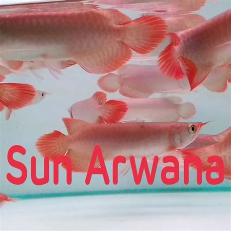 Jual Arwana Super Red Asli Terbaik Genetik Chili Blood Merah Kab