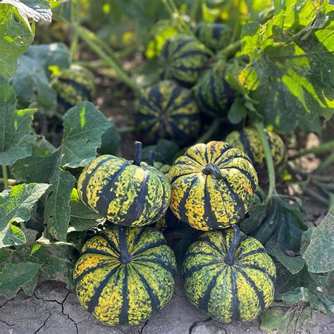 Pumpkin Phantomita F1 Seed Harris Seeds