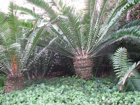 Encephalartos Altensteinii: a South African cycad that is very common ...