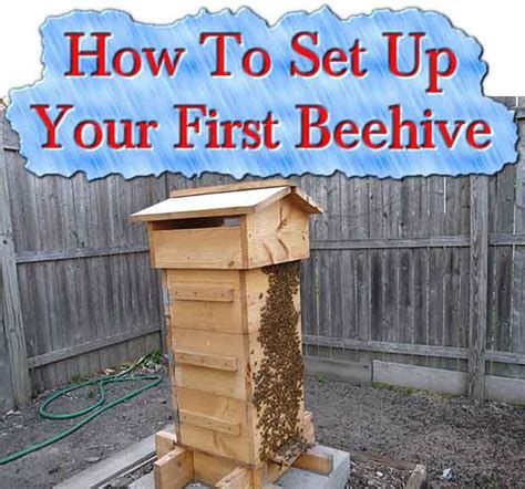 How To Set Up Your First Beehive Bee