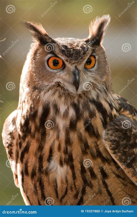 Great Horned Owl Stock Photography CartoonDealer 19207880