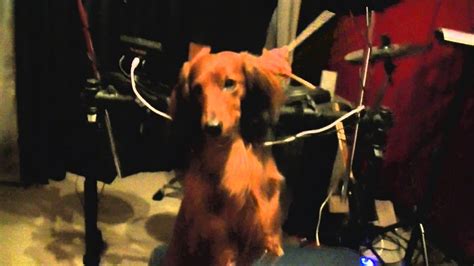 Kuanto Dachshund Singing Youtube