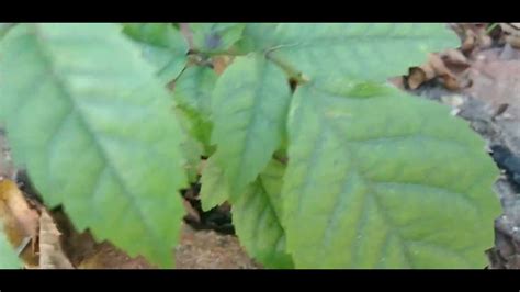 Ip Rosa Handroanthus Heptaphyllus Vell Mattos Leitura Na