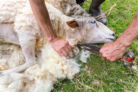 Best Sheep Shearing Stock Photos Pictures And Royalty Free Images Istock