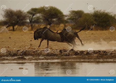 Blue Wildebeest Running Fast Fleeing from Lions Stock Photo - Image of ...