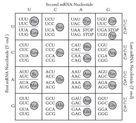 Dna Codon Table Cabinets Matttroy