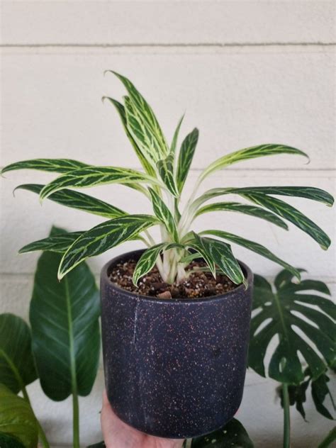 Aglaonema Bai Kaw Bamboo Furniture Home Living Gardening Plants