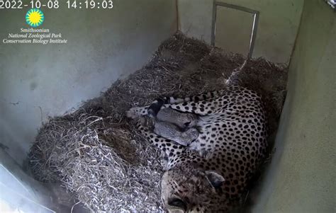 Cheetah Cubs Nursing 5 Days Old Heights18145 Flickr