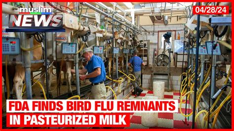 Fda Finds Bird Flu Remnants In Pasteurized Milk Assures Public Safety